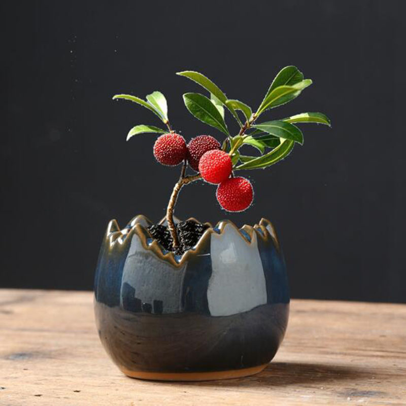 Maceta de Cerámica Esmaltada c - Bonsai Garden Art reseña y precio
